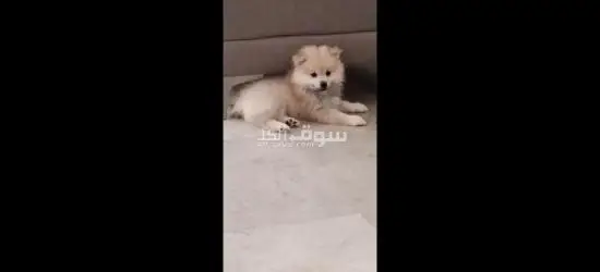 spitz