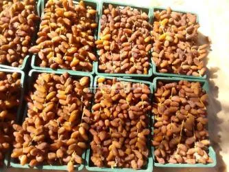 دڨلة نور ممتازة