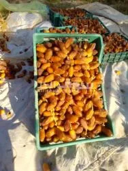 دڨلة نور ممتازة - 3