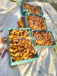 دڨلة نور ممتازة - 4