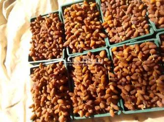 دڨلة نور ممتازة - 5