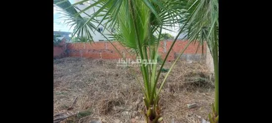 ارض للبيع في رواد الشط - 9