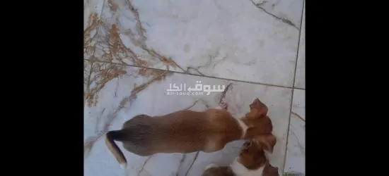 كوبل شيواوا