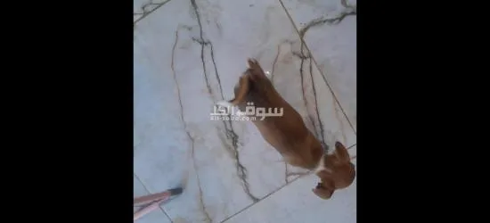 كوبل شيواوا - 2