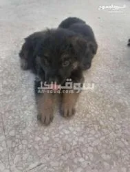 Berger poil long - 2