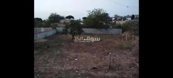 رفراف الشطئ