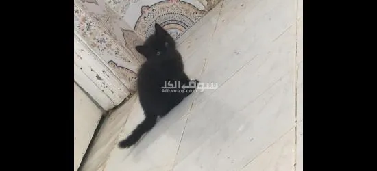 قط للتبني - 2