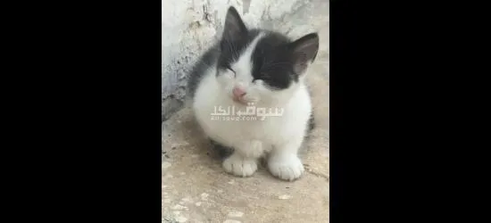 قط للتبني - 3