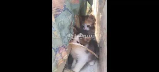 قط للتبني - 4