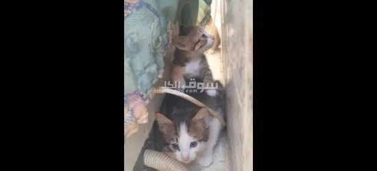 قط للتبني - 5