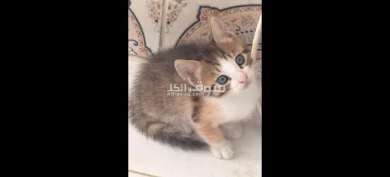 قط للتبني - 6